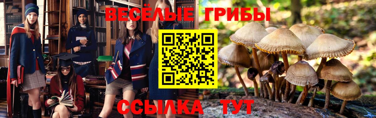 Галлюциногенные грибы мицелий Новороссийск